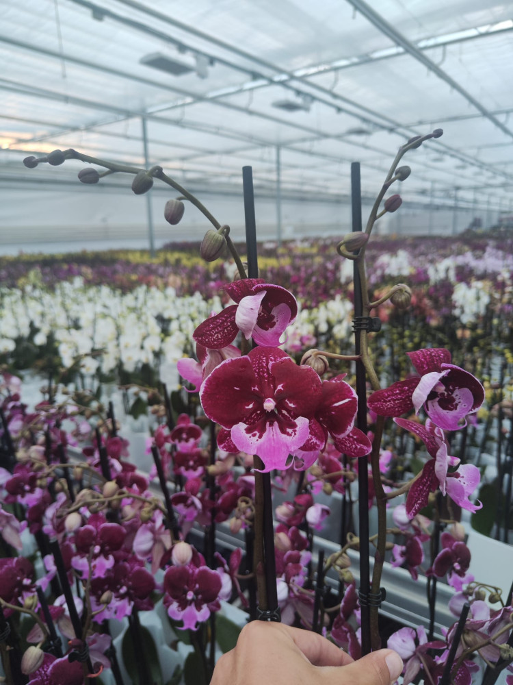 Phal 2-tak Paars Sort 12/80