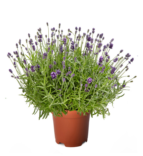 Lavanda Anouk 11/30
