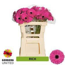 Gerbera Mini Cookies Cream X30 Holland
