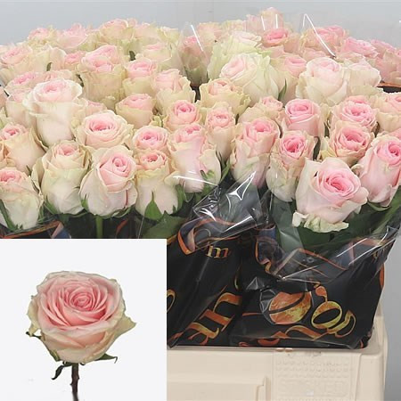 Rose Duchesse 60 sm