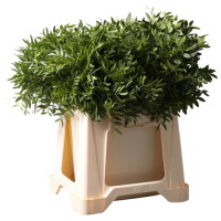 Pistacia Lang 60см