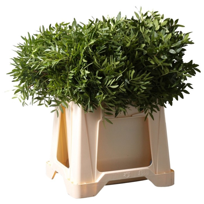 Pistacia Lang 60см