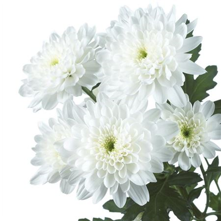 Chr T Zembla White 80 Gr