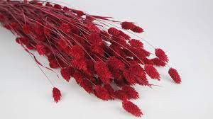 Phalaris Red