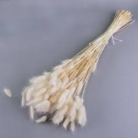Lagurus Bleached 100 Gr