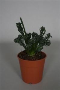 Albuca Spiralis