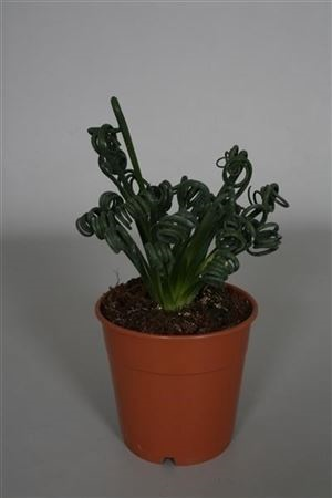 Albuca Spiralis