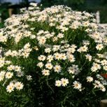 Argyr La Rita Yellow