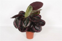 Calathea Surprisestar
