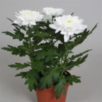 Chrysanth Zembla Wit