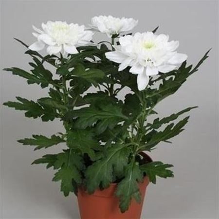 Chrysanth Zembla Wit