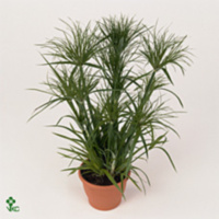 Cyperus Alternifolius