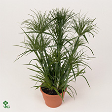 Cyperus Alternifolius
