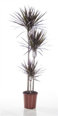 Dracaena Marg Magenta 90/60/30