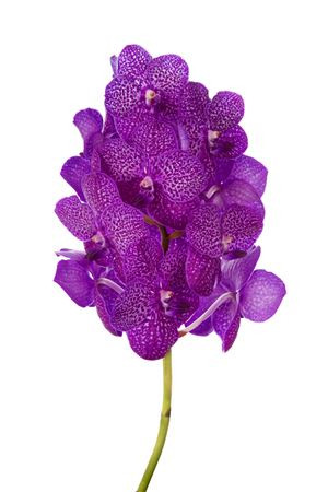 Vanda Z Su Ruby Pink