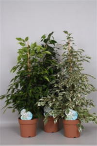 Ficus Be Mix (grower)