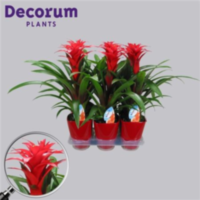Guzmania Calypso Rood Luxe Keramiek (decorum)