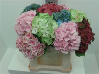 Hydr S MIX 60 cm X10