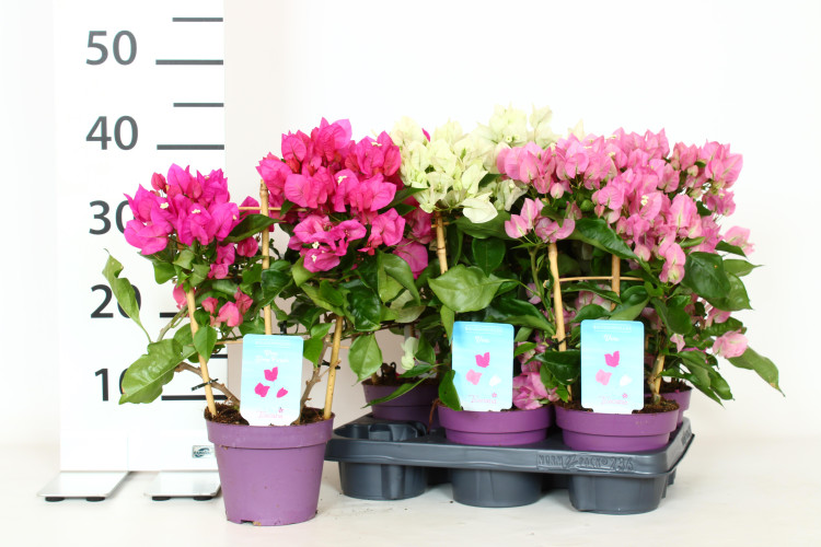 Bougainvilia Ov 14/35