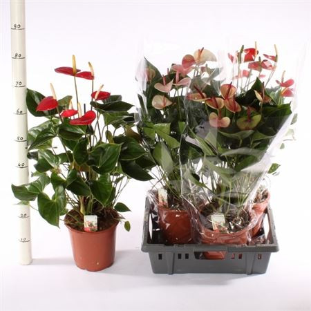 Anthurium Mix  17/50