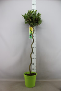 Laurus 17/100