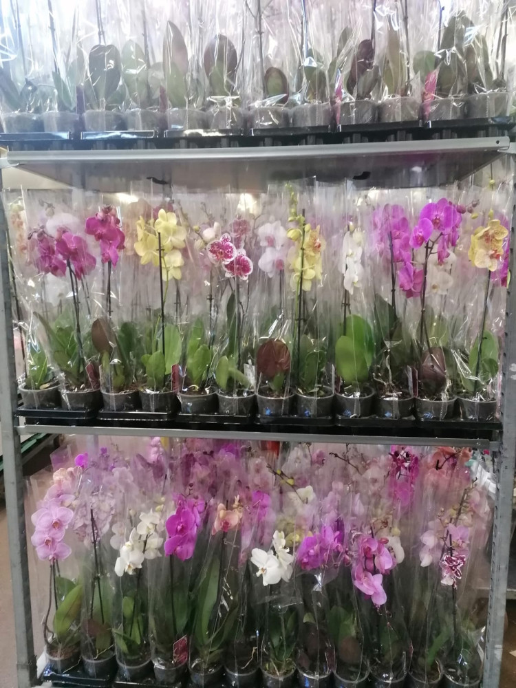 Phal 1-tak Cj Orhid Mix 12/65