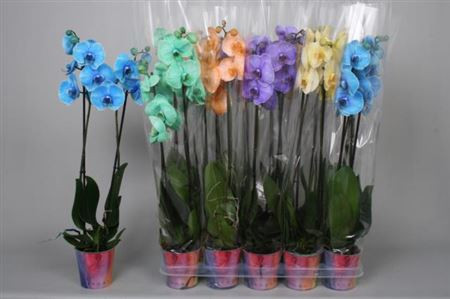 Phal 2-tak Color Mix 12/70
