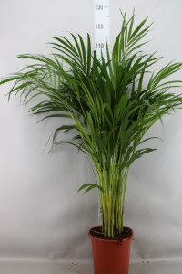 Dypsis Lutescens 21/150