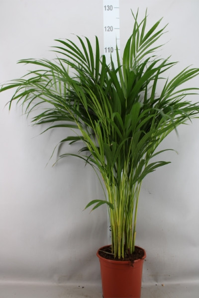 Dypsis Lutescens 21/150
