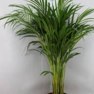 Dypsis Lutescens 21/150 - DYPSIS LUTESCENS 21.110
