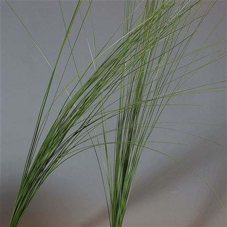 Steelgrass