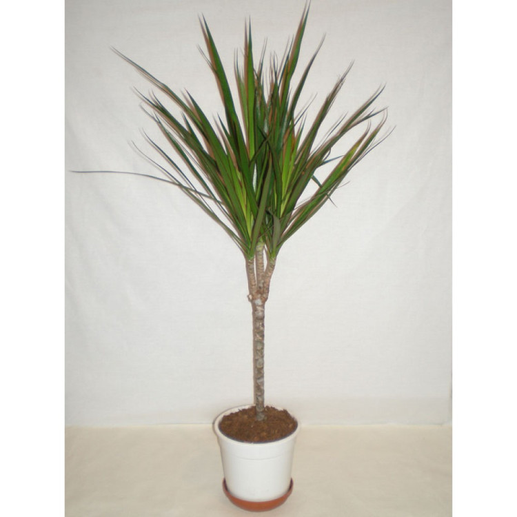 Drac Marginata 1pp 14/80