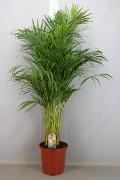 Dypsis Lutescens 18/100