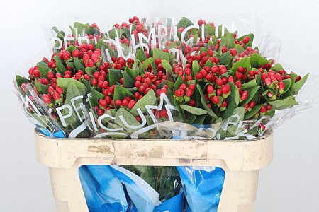 Hypericum Sweet Romance