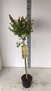 Salix In Hakuro Nish 21/150