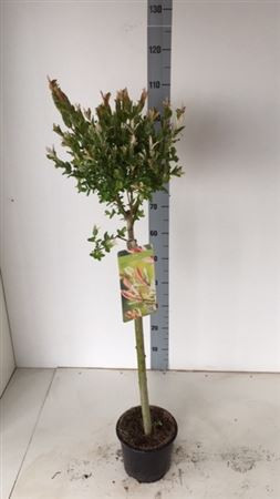 Salix In Hakuro Nish 21/150
