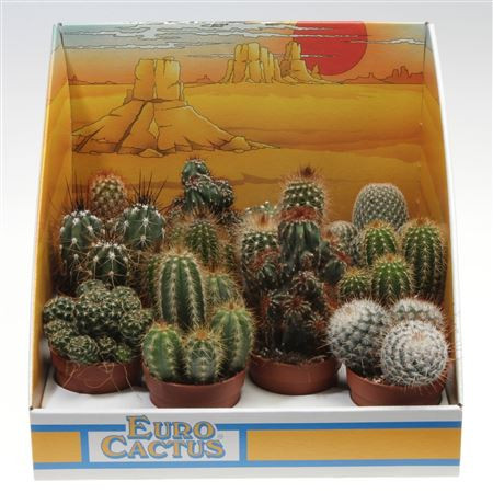 Cactus MIX Showdoos 06/15 (1010)