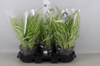Chlorophitum Variegatum 13/25