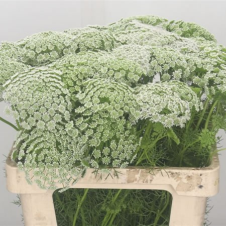 Ammi Visnaga X10 Holland