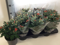 Chrysa Rainbow Rosy 12/25