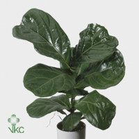 Ficus Lyrata 21/90