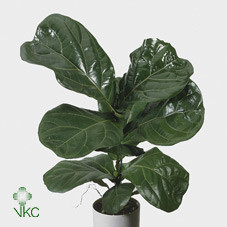 Ficus Lyrata 21/90
