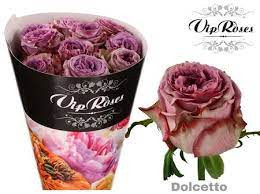 Rose Dolsetto 60 sm