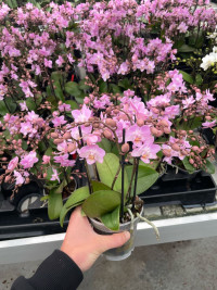 Phal 2/3-tak A2 Opti-flor Red 12/45