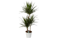 Dracaena Marginata 3рр 17/100