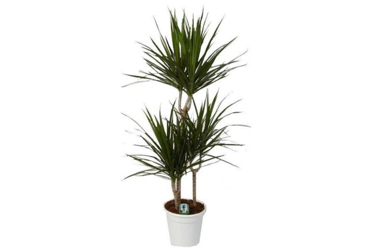 Dracaena Marginata 3рр 17/100