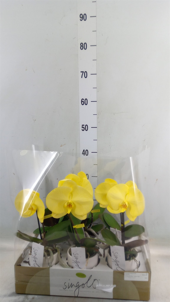 Phal Singolo Yellow 9/40