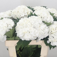 Hydr S White Kenia 60 cm X5