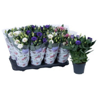 Eustoma Julietta Mix 12/30