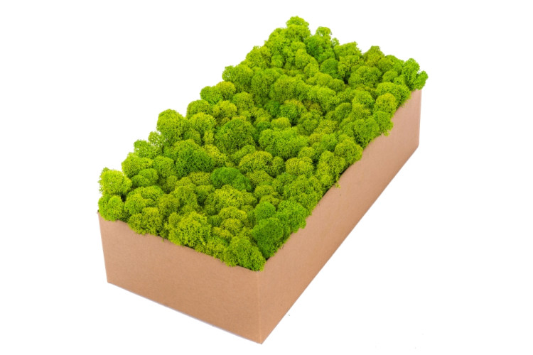 Raindeer Moss May Green (мох)